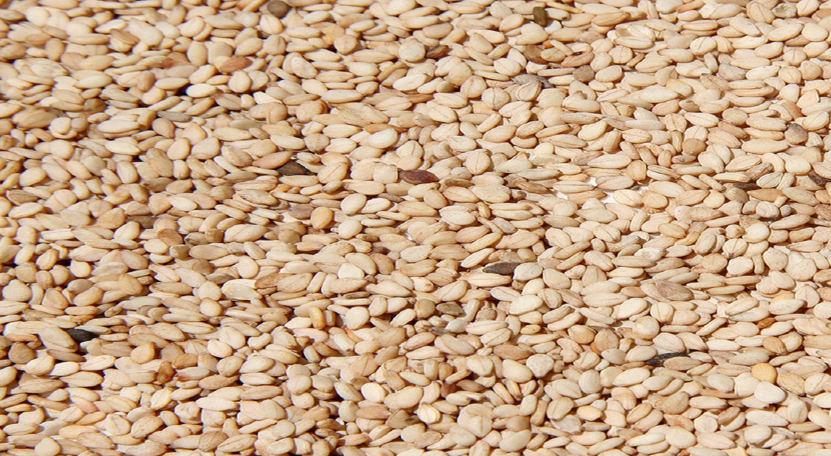 Sesame Seeds